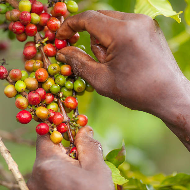 Coffee Harvesting