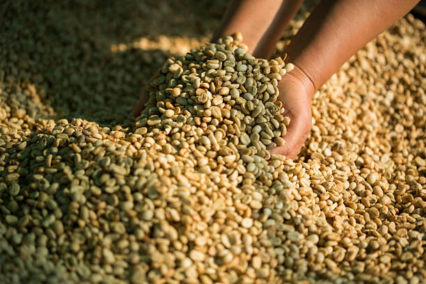 Green Coffee: Export Preparation