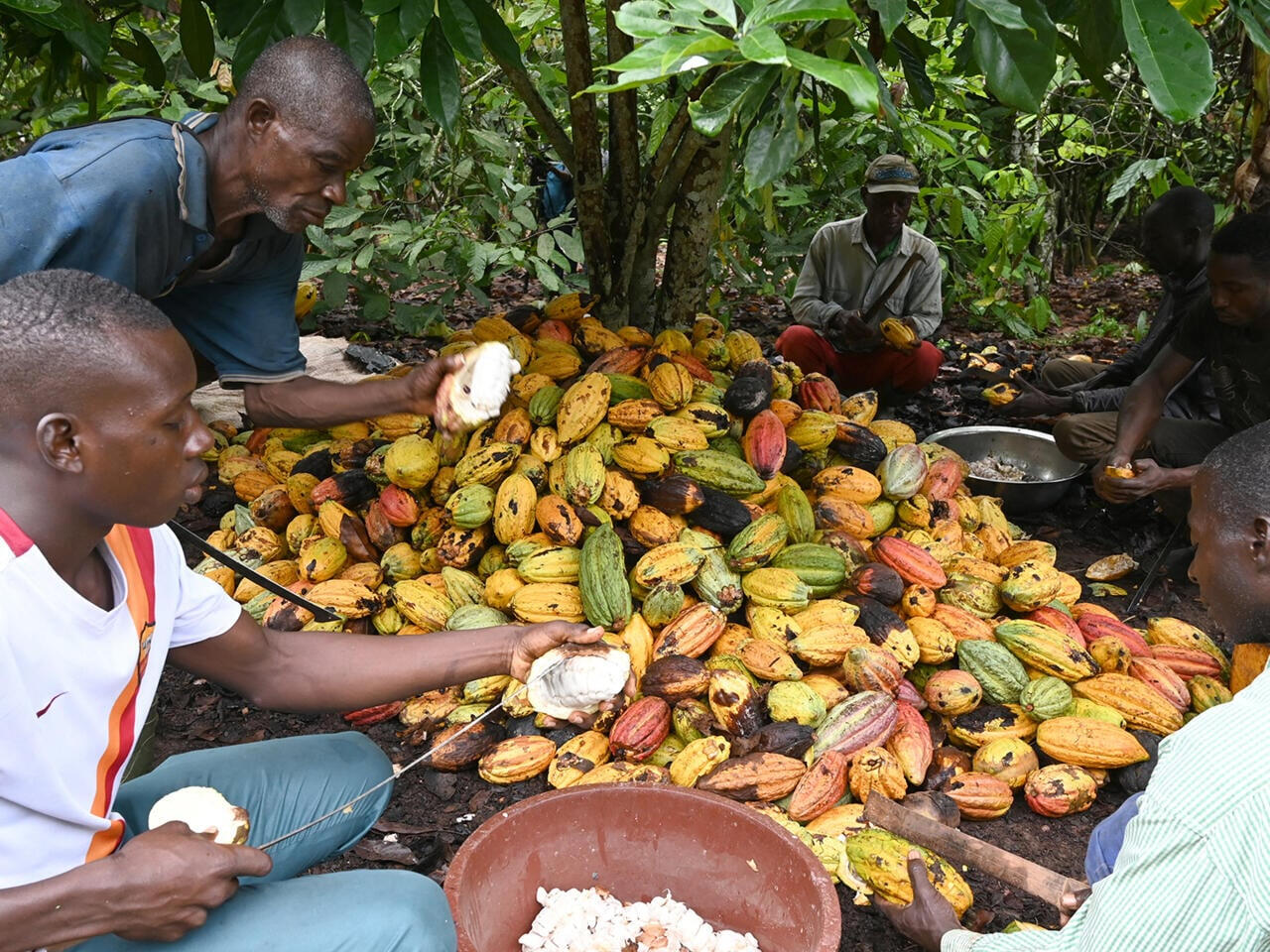 Raw Cocoa Beans